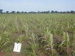 12056GT001_GuineeCorn.JPG