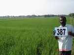 133720387a-irrigated-supplemental-lift-irrigation-rice.gif