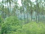 24471Colima 152.jpg
