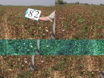 11651082-Irrigated (Surface water) cotton-a.jpg