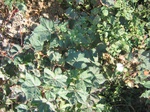11611vp-062-Irrigated (Surface water) cotton-a.jpg