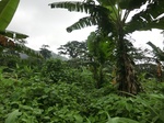 45500CIMG2585.JPG