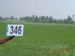 132450346c-irrigated-canal-rice.gif