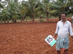 6386085b-irrigated-supplemental-minor-maize.jpg