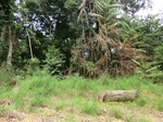 47138CIMG3475.JPG