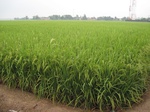 14436IMG_4788.JPG