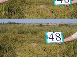 11540048-Irrigated (Surface water) rice-b.jpg
