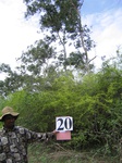 1043721-plantation-abandant-eucaluptus-open-shrubsa.gif