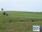 129410262d-rainfed-agriculture-mixed-crop-blackgram-dominant-sorghum-greenpeas.gif