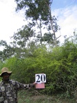 1176721-plantation-abandant-eucaluptus-open-shrubsa.jpg