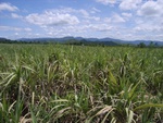 18155Centralthailand-2 (17).JPG