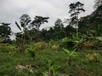 46229CIMG0518.JPG