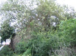 1187935-forest-rockout-crops-b.jpg