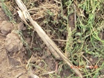 29492CIMG0797.JPG