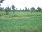 33394RIMG0134.JPG