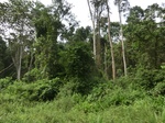 47540CIMG3877.JPG