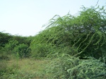 17339100_2025.JPG