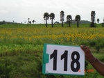 124390118b-rainfed-agriculture-mixedcrop-groundnut-dominant-castrol-sunflower-gram.gif