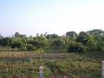 26495RIMG0387.JPG