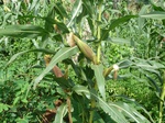 20119P1010970.JPG