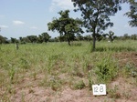 12127GT128_very_poor_millet.JPG