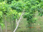 34776CIMG2607.JPG