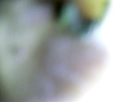 57227CIMG3030.JPG