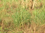 50354CIMG0983.JPG