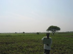 7720gt0124b-farm-fallow-with-crops-nagarjun-sagar-left-bank.jpg