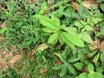 47836CIMG4173.JPG