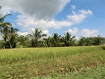 31175CIMG1037.JPG