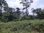 49478CIMG5815.JPG