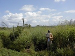 12037GT294_grassy_fallow.JPG