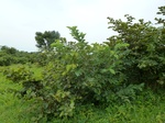 18608P1000445.JPG