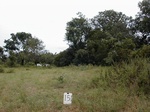 12154GT151_woodland_in_valley.JPG