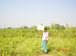 11343gt131-cropland-1.jpg