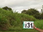 124830131a-irrigated-canal-sugarcane-dominant-maize.gif
