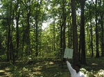 9240gt011a-forests-Y&M-teak.gif
