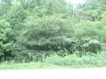 32345p78_s.jpg