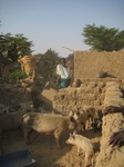 26778Vounaloum Cameroon 013.jpg