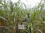 12161GT158_G_corn.JPG