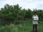 68910142b-irrigated-supplemental-groundwater-pomogranate-dominant-maize.jpg