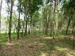 50650CIMG1279.JPG