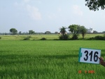 131360316b-rainfed-agriculture-rice.gif