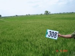 131010308a-rainfed-agriculture-rice.gif
