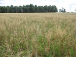 43131NSW001_L3.jpg