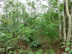 46050CIMG0339.JPG