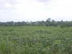 26201RIMG0253.JPG