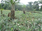 20134P1010985.JPG