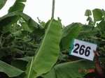 129520266a-irrigated-supplemental-groundwater-drip-irrigation-plantation-banana.gif